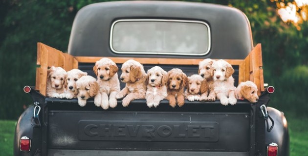 os cães ladram e a caravana passa os cães ladram e a caravana passa